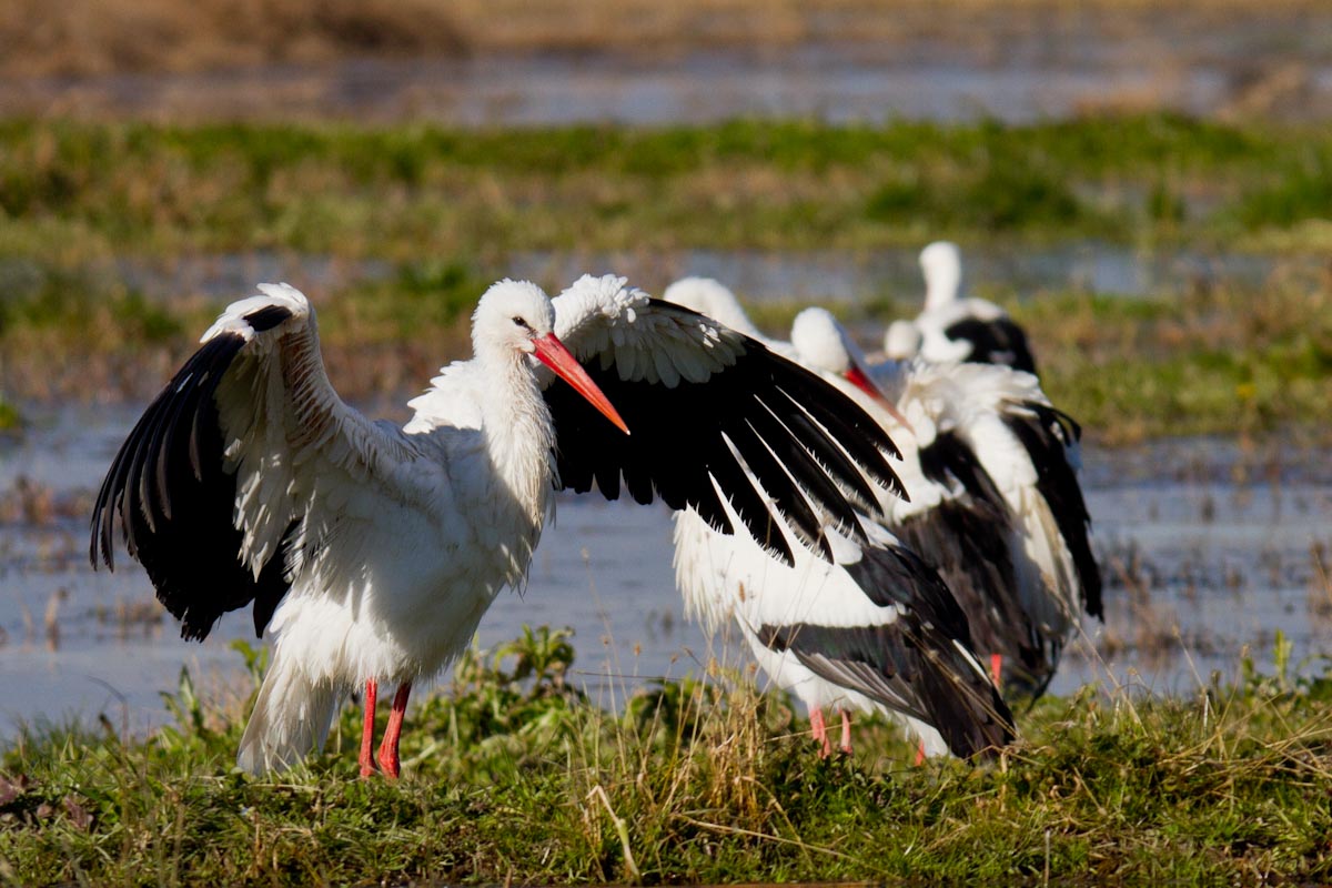 Ciconia ciconia - Cicogna bianca